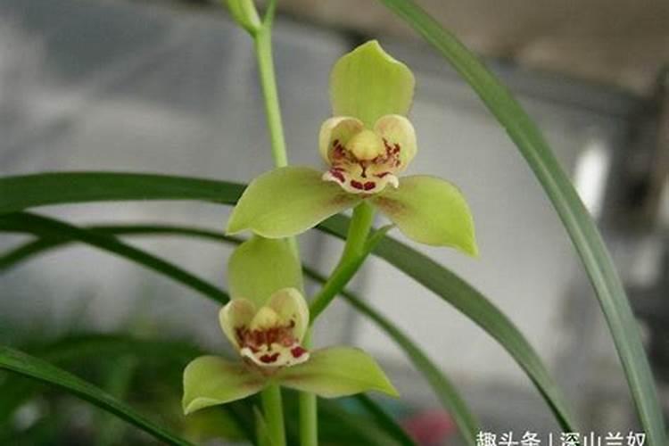 柑橘应该如何施用叶面肥？