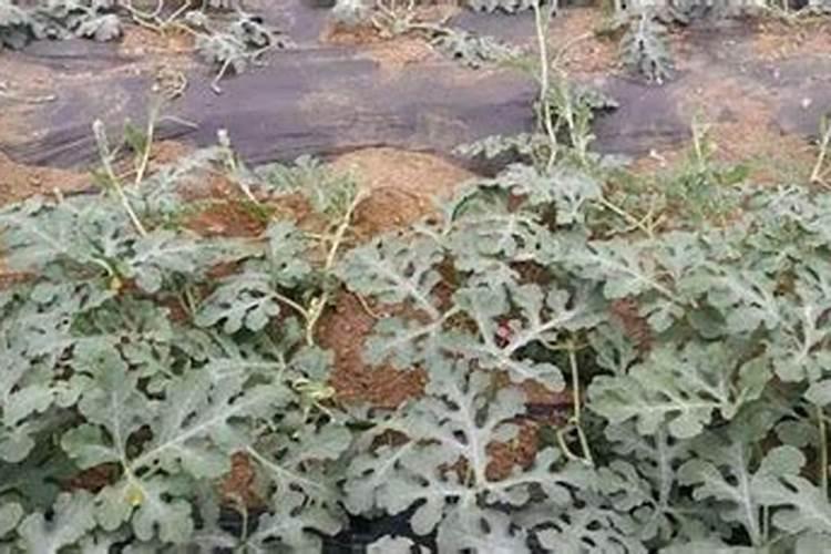 西瓜什么时候追肥合适