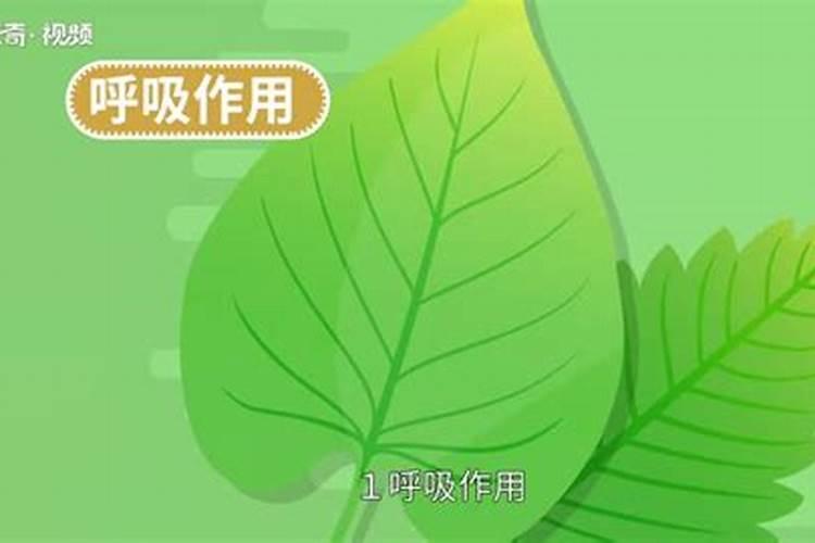 金太龙叶面肥能喷葵花吗