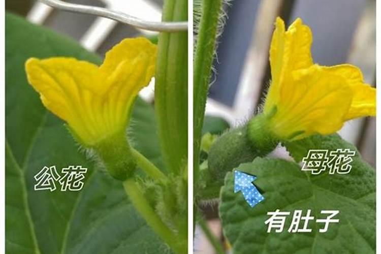 种植哈密瓜需要什么肥料