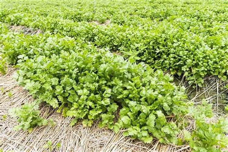 苹果树秋施基肥用什么肥好