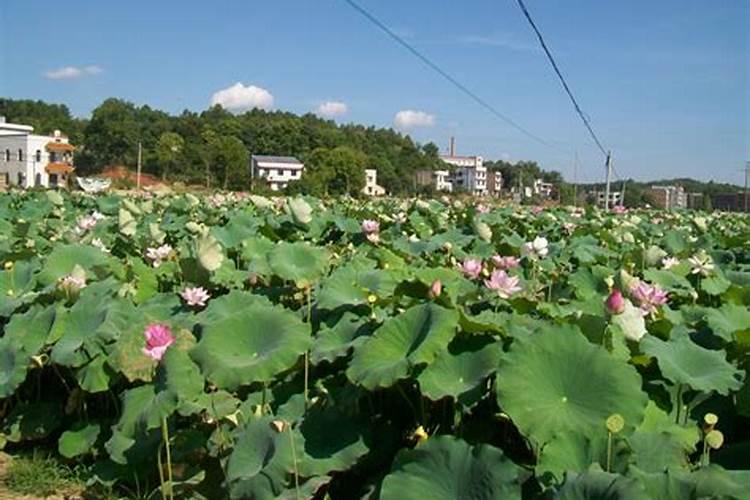 黄豆盛花期可不可以打叶面肥,大,黄豆开花期,能不能打叶面肥？