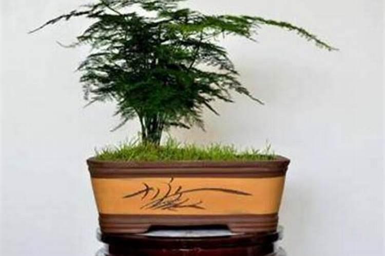 腐植酸生产厂家