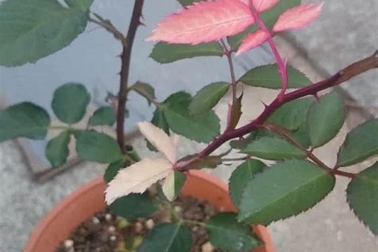果树在果实膨大期施入钾肥过量有危害吗？