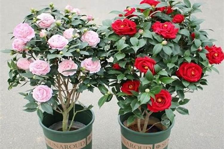 茶花怎么施肥啊