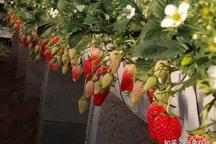 把尿素当作叶面肥喷施使用,效果真能翻倍吗？