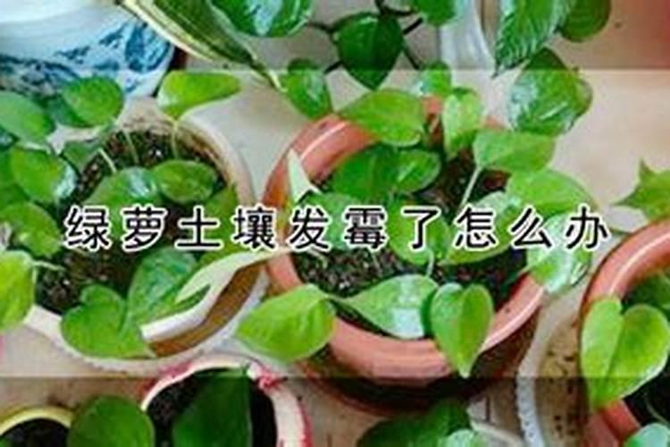 蔬菜喷洒芸苔素后多长时间能看到效果