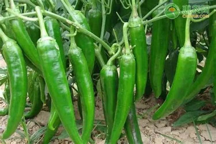 种油菜籽用什么肥料最好,栽油菜施什么肥产量高