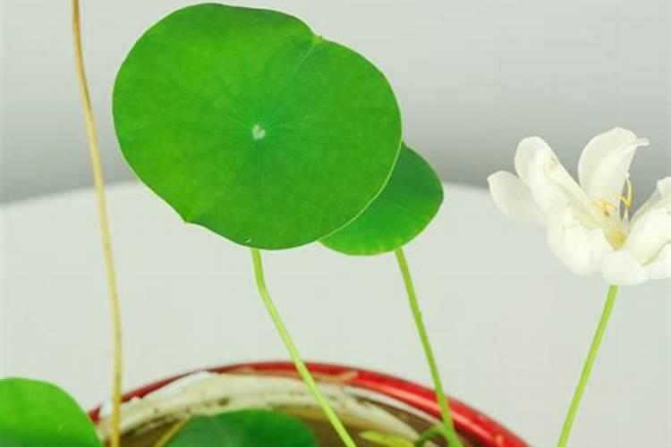 菠萝的施肥方法是什么