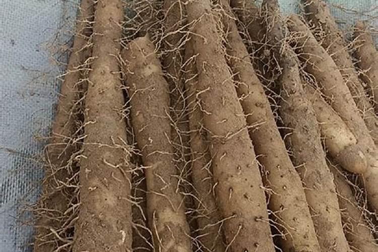 葡萄树叶面肥有哪些？不同时期叶面肥的运用？