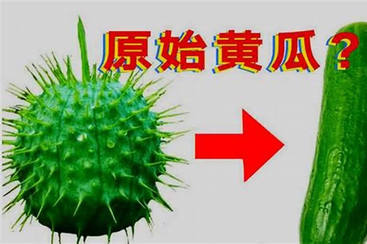 经济作物种植,离不开的科学土壤培肥方法