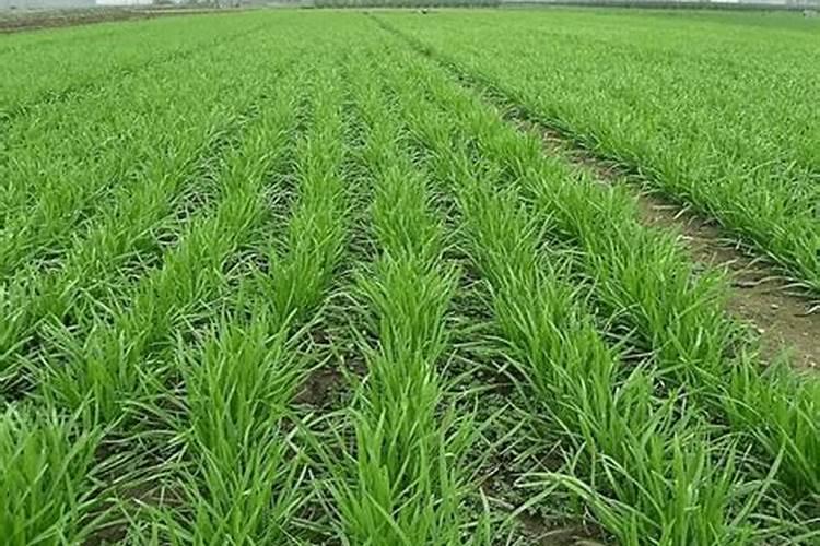 大量元素水溶肥料执行标准