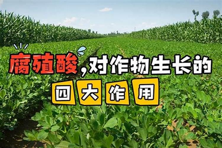 腐植酸对农作物有哪些作用
