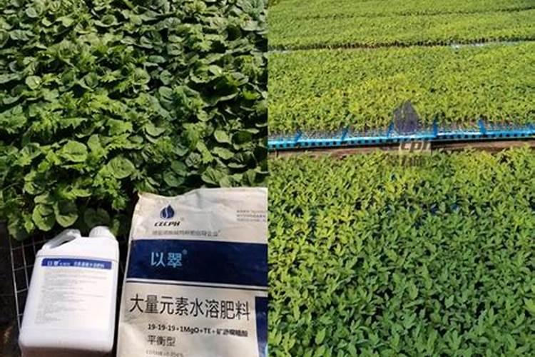 蒜苗秧粗用什么肥