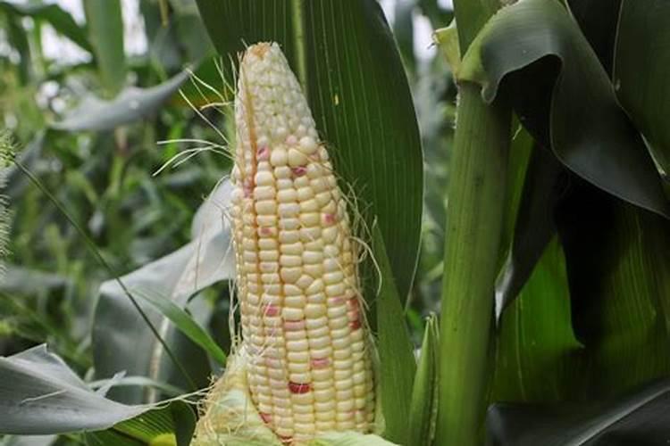 甜糯玉米苗前封闭用什么药