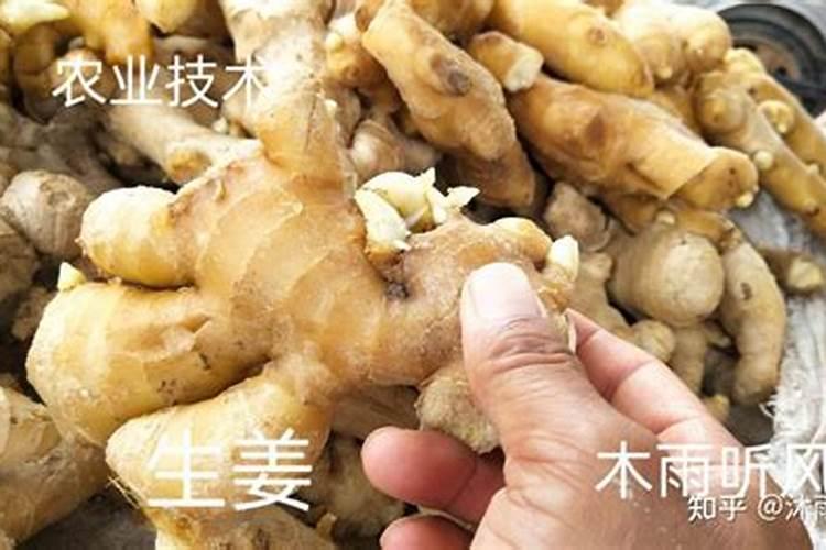 生姜第一次追肥追什么肥好