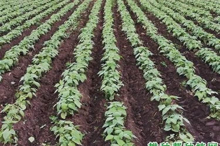 请问老师冬瓜怎么管理