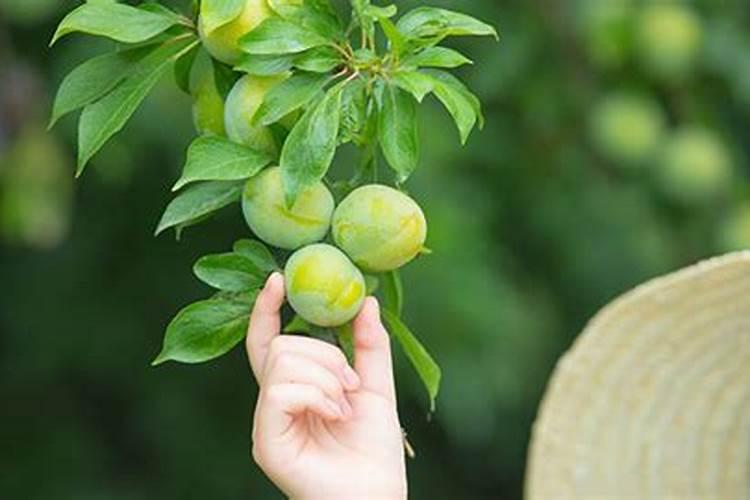 果树开花怎样能不掉果