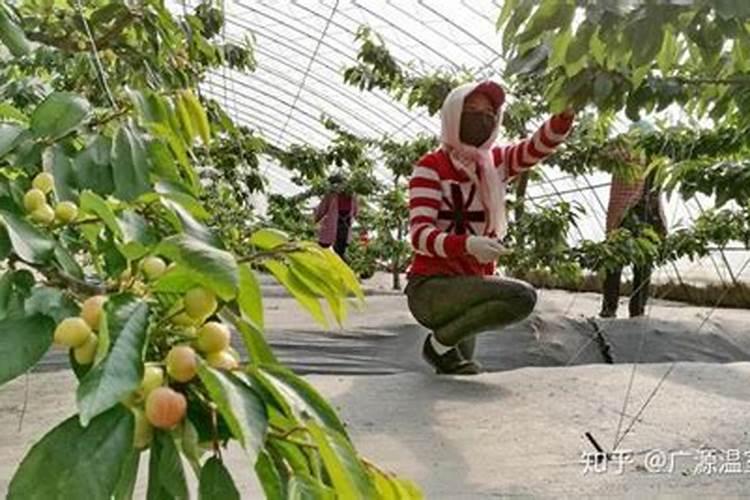 樱桃防裂果最佳方法