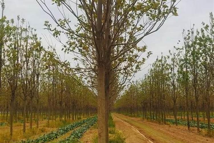 水稻栽后几天施肥和量