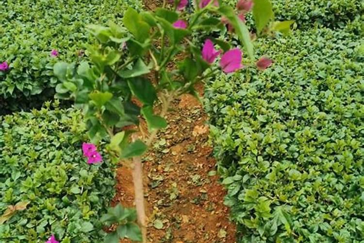 猕猴桃树开花期的管理