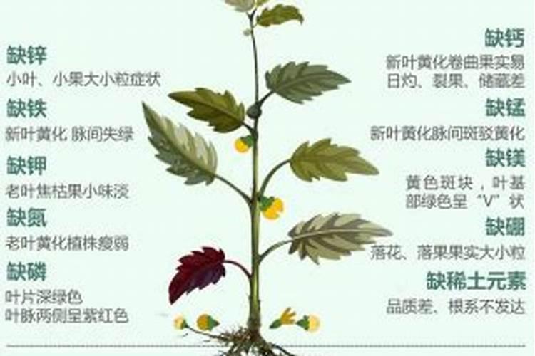 芸苔素喷施后几小时下雨不影响效果