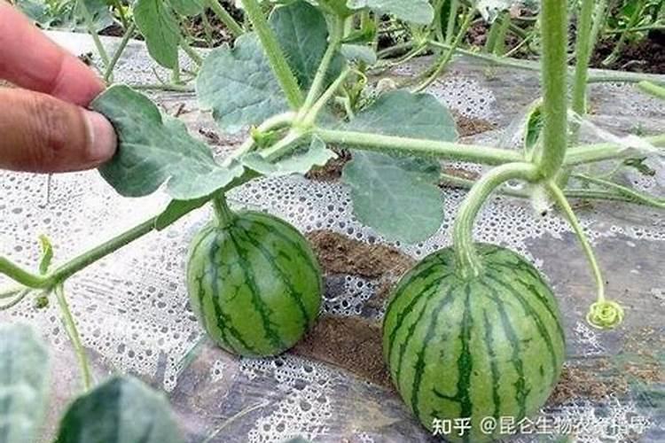 白菜最关键一次追肥时间