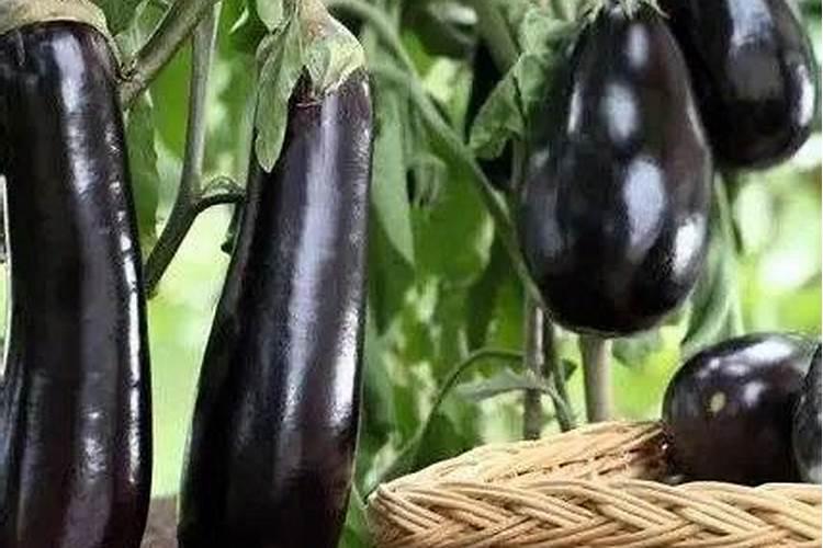 磷肥质量好坏怎么来辨别