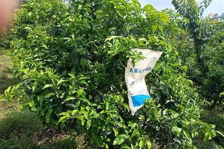 磷酸二氢钾能不能代替水溶肥用于苹果滴灌施肥？