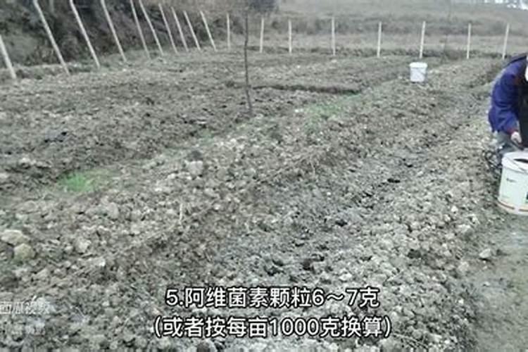 膨果肥用什么肥好？