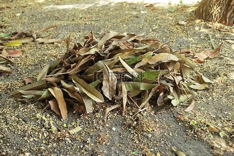 树叶堆肥多久能腐熟