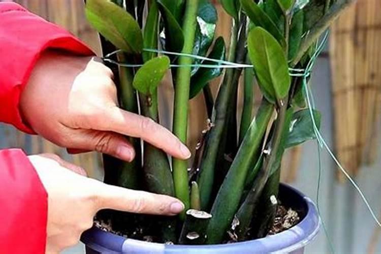 果树喷施叶面肥该如何选择？怎样让叶面肥利用率更高？