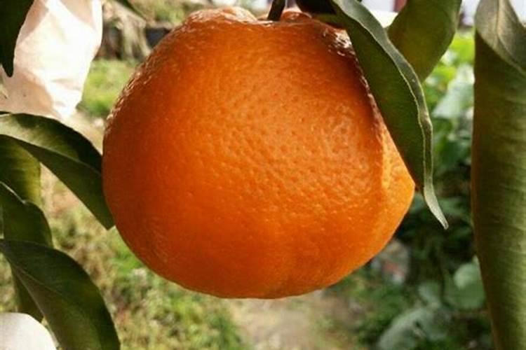 种植桃树时,每年要对其进行几次施肥？