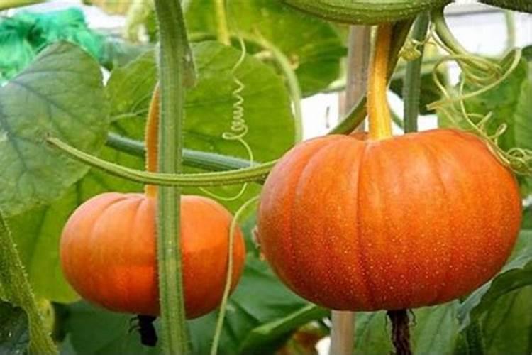 广西大绿皇叶面肥有限公司怎么样？