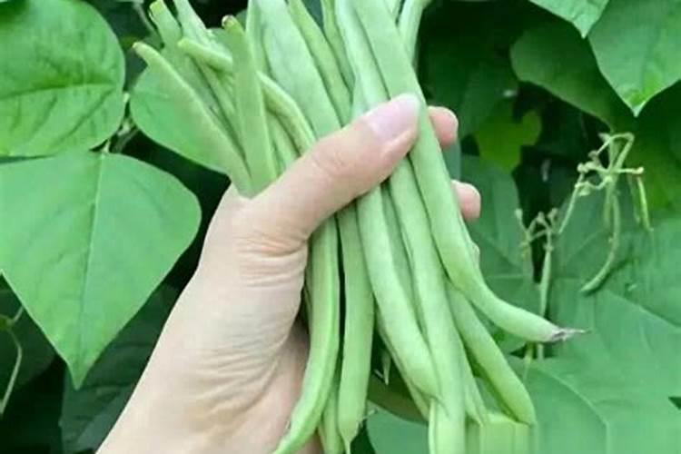豆角最忌三种肥料