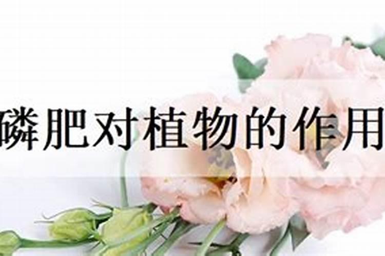 花菜遇见雨水多烂根能用青莓素防治吗？