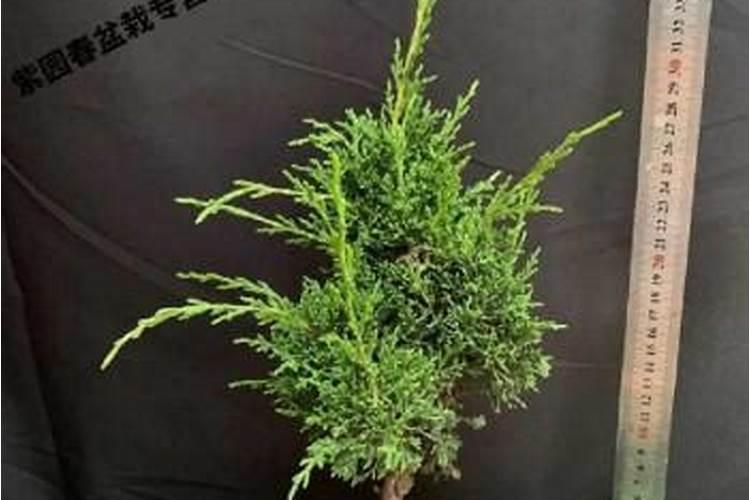 为什么我家里什么植物都养不活呢？