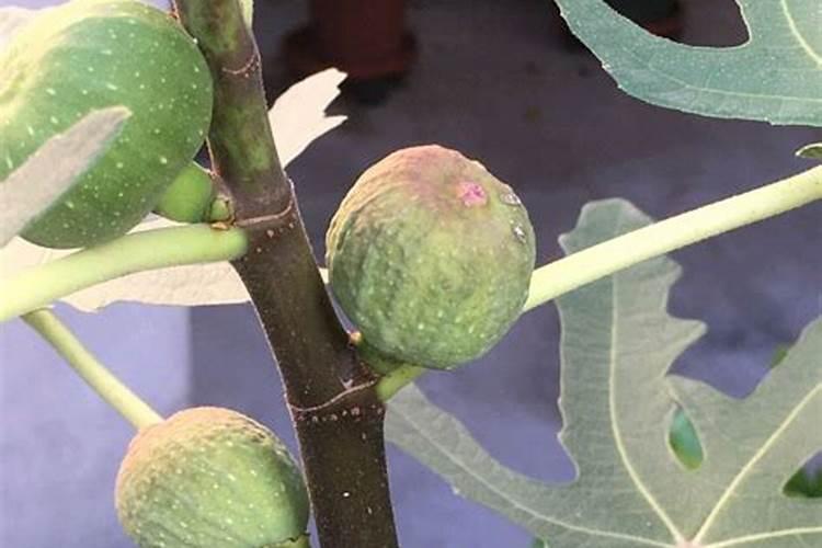 无花果结果期间施什么肥