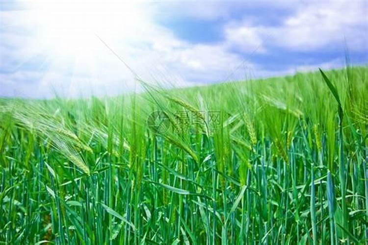 水溶肥埋土里不浇水可以吗