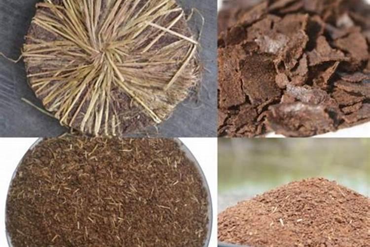 花上倒点洗发水虫子一碰就死花爆开就停不下来了!