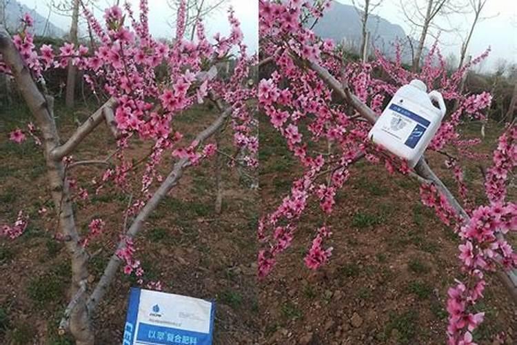 芸苔素内酯加磷酸二氢钾,多久能见效？使用时还要注意两个问题