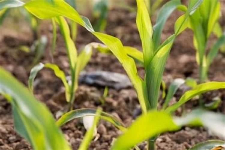 尿素能做水溶肥吗