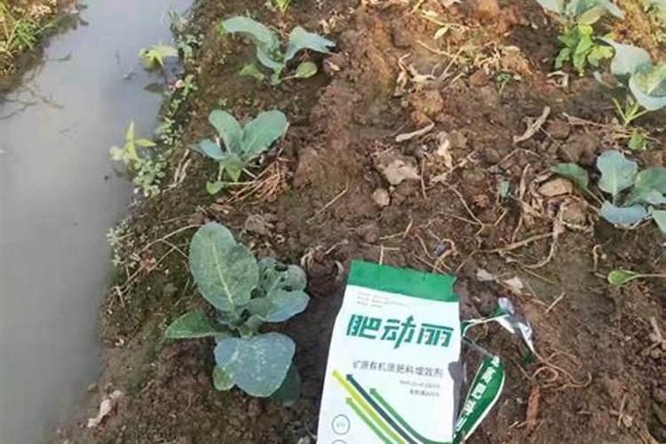 辣椒苗移栽后几天能打药(辣椒打药什么时间最佳)