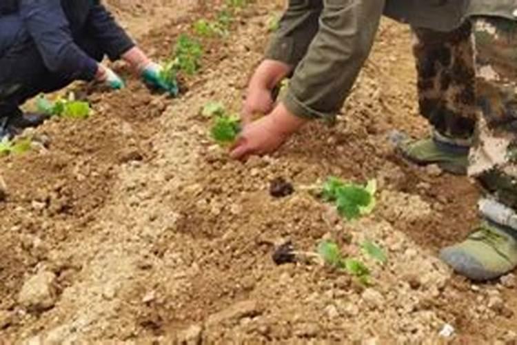 老师,果树定植后十天,二十天各一次肥水,请问下施肥量是多少啊