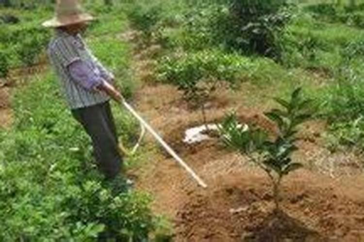 施肥的方法 施肥的方法有什么讲究