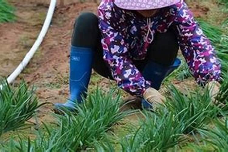 冬小麦地里有野麦子什么时候打合适温度多少？