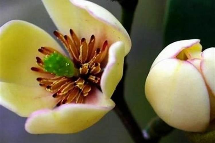 含笑花怎么养护开花爆盆