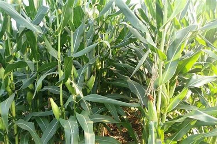 玉米抽雄期可以喷叶面肥吗