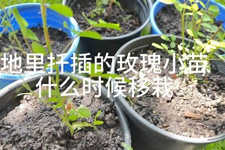 氮肥对植物的作用是什么 肥效有多久