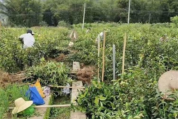 高氮高钾复合肥怎么兑水